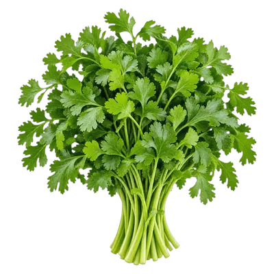 Cilantro fresco al por mayor